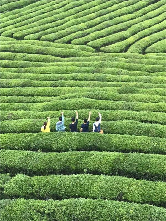 蓮花之行2_副本 蓮花之行2_副本